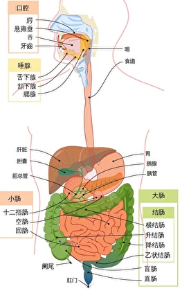 猫系夫郎为爱已癫（女尊）